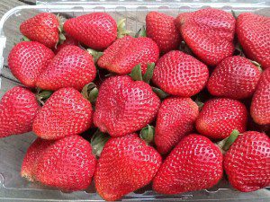Strawberries - The Veggie Queen